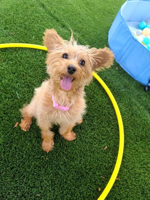 NEST Playcare Small Dog in Hula Hoop