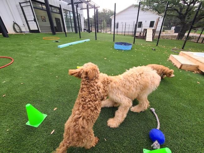 NEST Puppy Camp