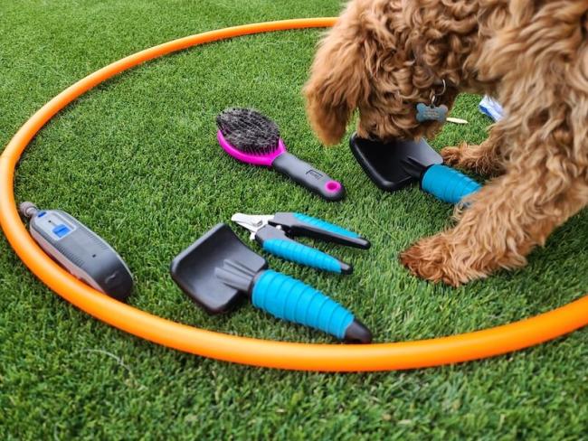 NEST Puppy Camp