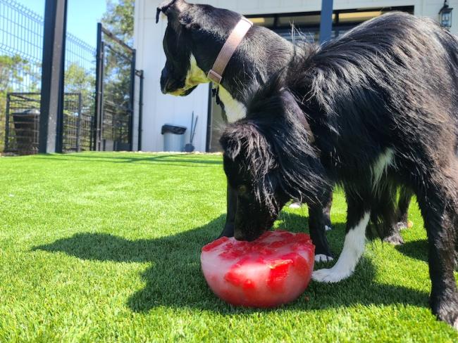 NEST Frozen Fruit Dog Playcare