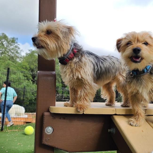 Small Dog Boarding San Antonio, Texas