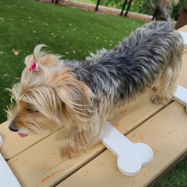 Small Dog Boarding San Antonio, Texas