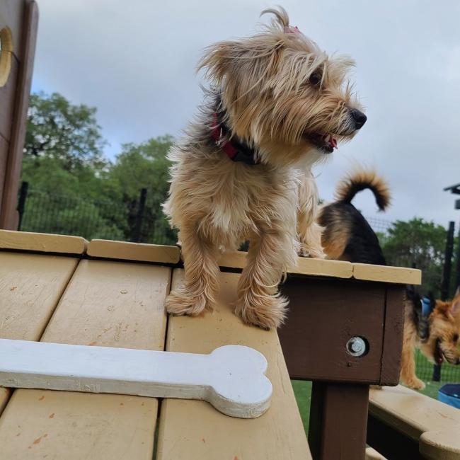 Small Dog Boarding San Antonio, Texas