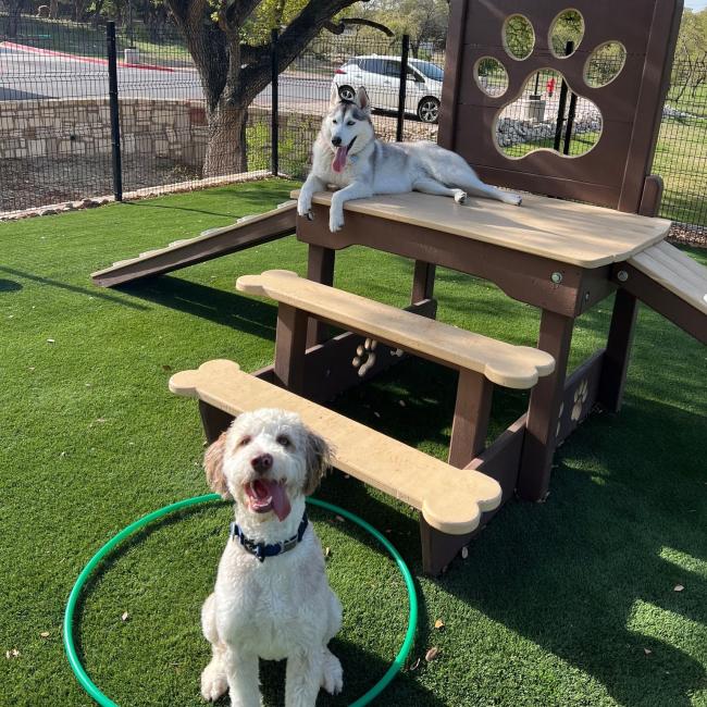 Dog Boarding San Antonio, Texas