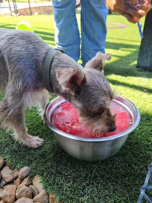 NEST Watermelon Frozen Fruit