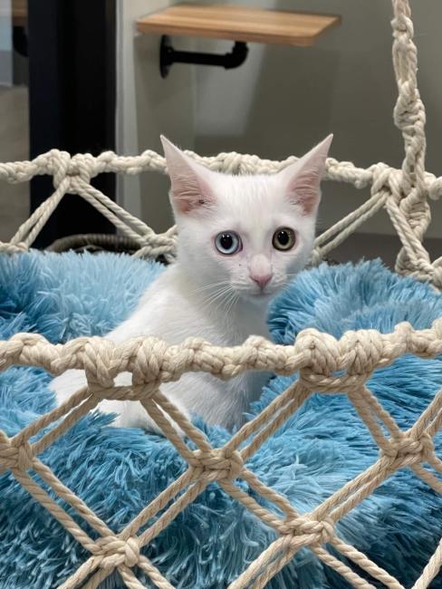 Bowie Cat in Hammock