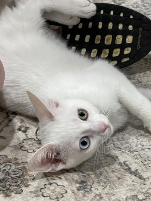 Cat Bi-Eyed Laying in Basket