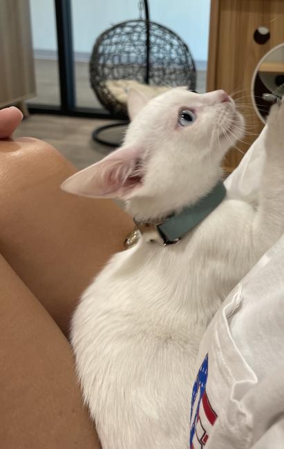 Cat in Lap Snuggling