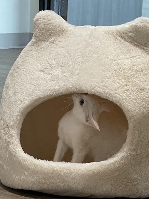 Cat In Nest
