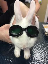 Bunny Laser Therapy