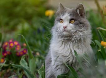 12 Things Your Pet Could Be Allergic To