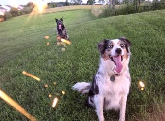 Freedom From Fear: Noise Conditioning for Fireworks and Thunderstorms