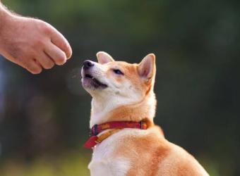 The Power of Positive Reinforcement in Training Your Dog