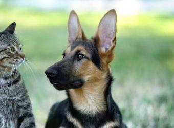 A Complete Guide to Rabies in Dogs and Cats