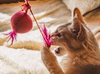 Feline Enrichment: Creating A Happier, Healthier Cat