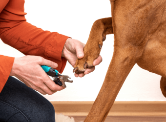 How To Trim Your Dog's Nails